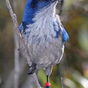 Island Scrub-Jay